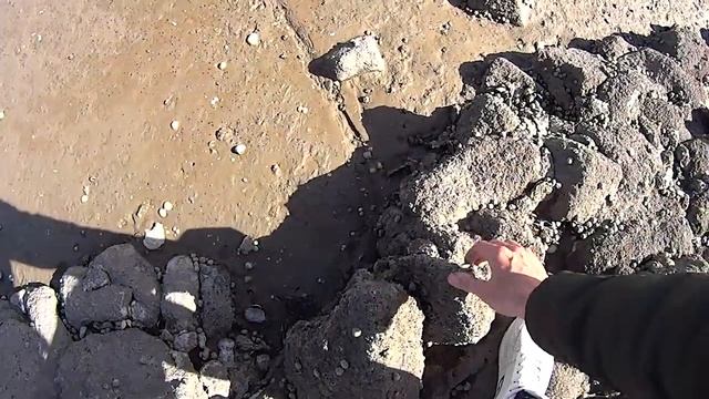 Устрицы ,Сам собрал ,ел своим ртом.