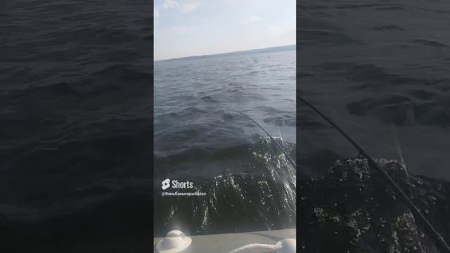 Аргази троллинг сегодня принес ноль #рыбалка
