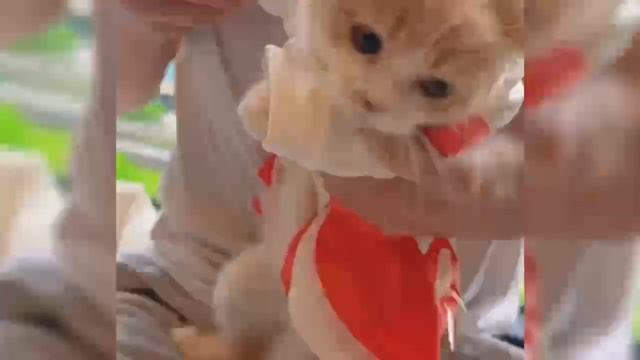 задача переодевания#коттедж#площадка для кошек#кошачья лопата#розовая кошка#квартира розовой кошки