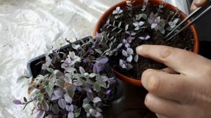 Каллизия розовая и другие традесканции. Размножение.