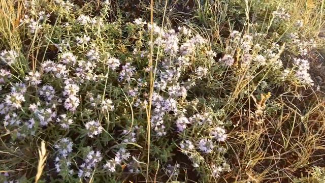 ПРИРОДА ДОНСКОГО КРАЯ. ЖИВЫЕ ЗВУКИ. смотреть онлайн