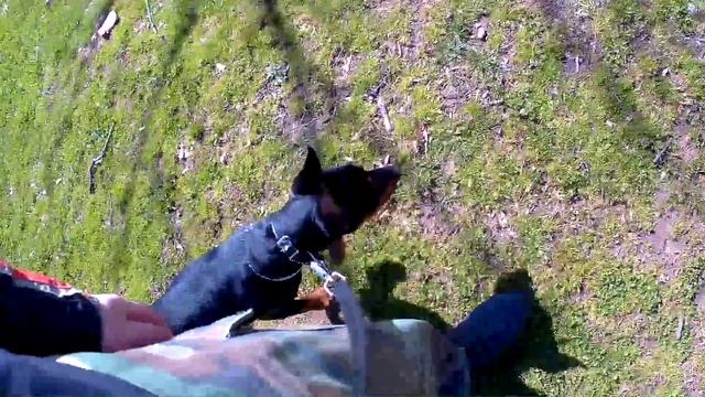 Первые шаги. Дрессировка собак начинается с обучения хозяев. Черный терьер, Пинчер и Шиба-Ину. смотреть онлайн