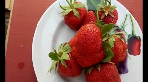 Клубника: сорт Амелия (28 мая)