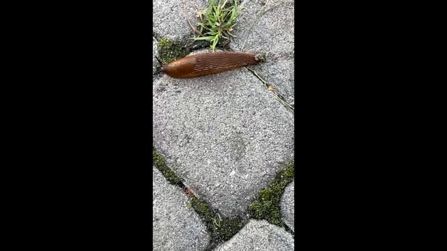 Курсед встретил улиточку / ZXCURSED смотреть онлайн