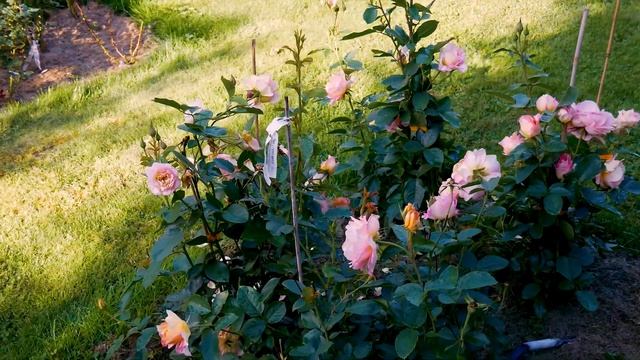 Видео обзор розы Роз де Цистерсьен (Шраб) - Rose des Cisterciens.(Delbard, 1998) смотреть онлайн