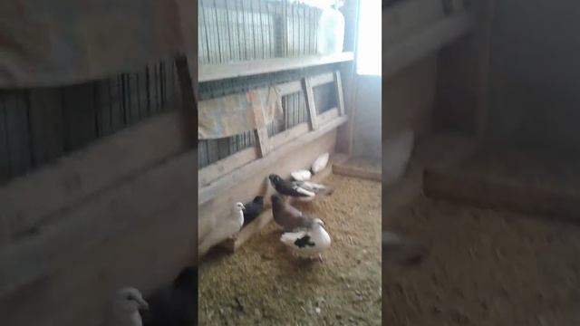 бабочки в татарстане город менделеевск смотреть онлайн