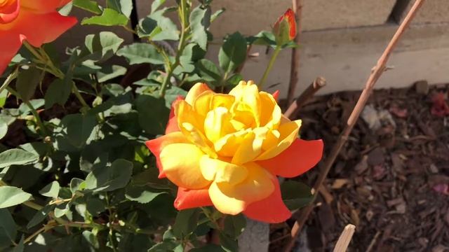 Rio Samba: Coloring-changing rose смотреть онлайн