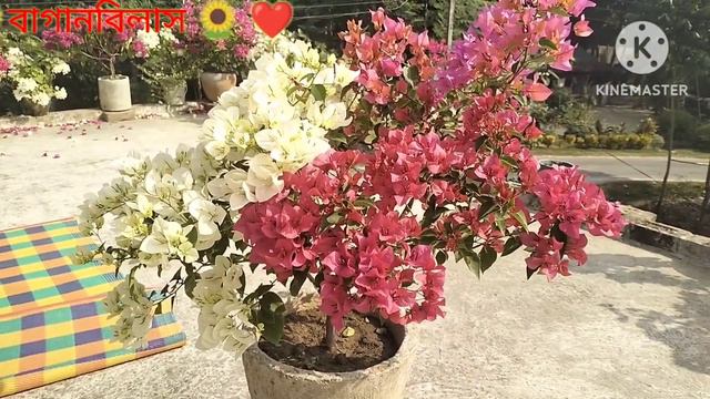 multi color bougainvillea grafting.বাগানবিলাস প্রেমী смотреть онлайн