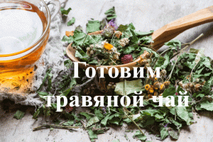Как собирать травы для чая. Как сушить травы на чай. Как приготовить травяной чай