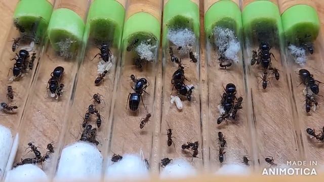 Camponotus Ligniperda и Camponotus Herculeanus