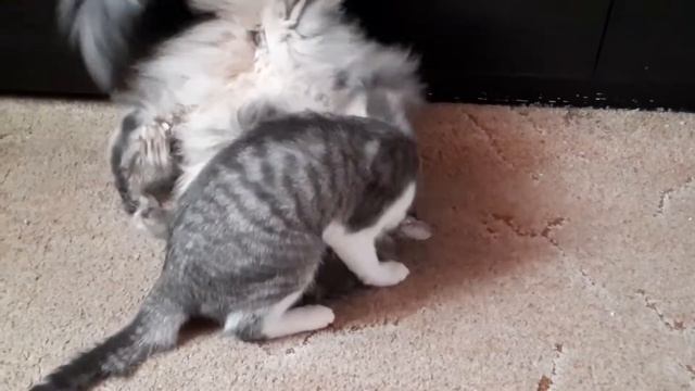 Мейн куны -коты с характером смотреть онлайн