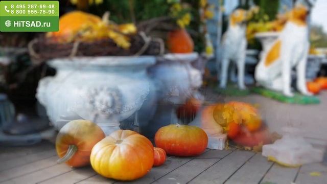 Кашпо и Вазоны Для Цветов ? Хитсад интернет-магазин для Садовода