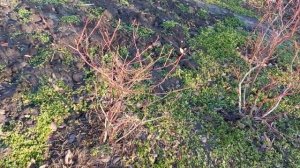 Сломался куст голубики. Что делать?