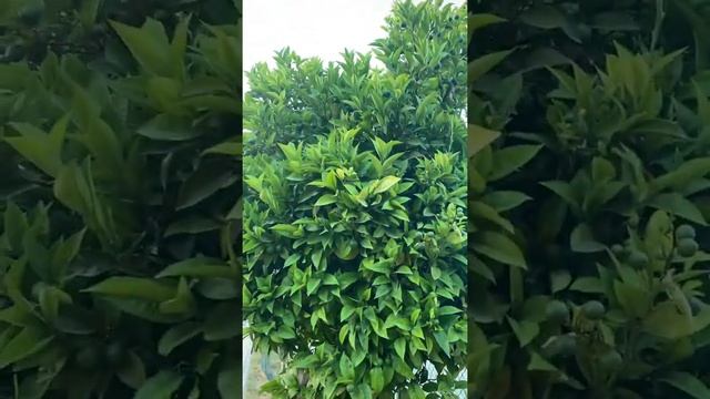 ??Апельсиновое дерево во дворе! смотреть онлайн