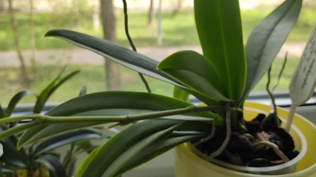 20.05.22 Орхидея фаленопсис Dtps.Tzu Chiang Sapphire смотреть онлайн