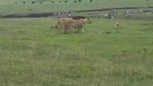 В Танзании маленький песик атаковал двух огромных львов смотреть онлайн