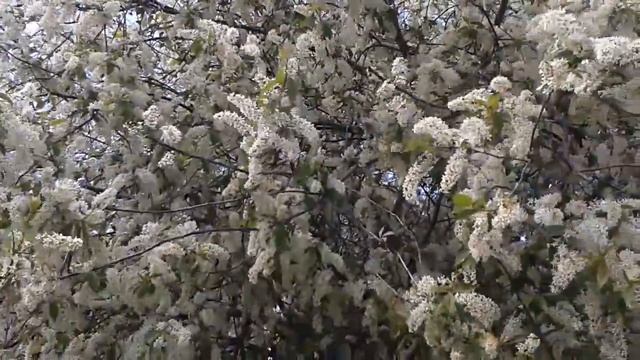 Черемуха цветет (2). Футаж с природой смотреть онлайн