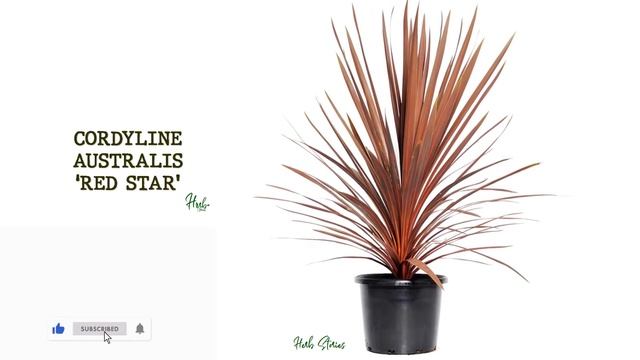 65 CORDYLINE SPECIES | HERB STORIES