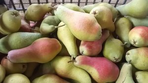 Замечательный сорт груши позднего срока созревания!!! Рекомендую!!!