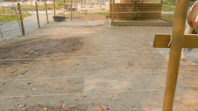 More Apple Training For The Horses And What Style Of Horse Riding Do I Do? English Or Western? смотреть онлайн