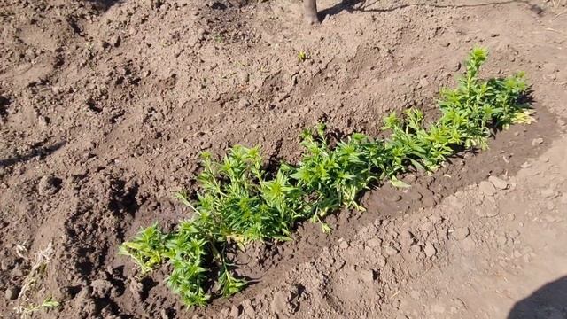 Влог Дача. Высадила рассаду. Устелила клубнику соломой..Обрезала весь виноград.Что будет то будет смотреть онлайн