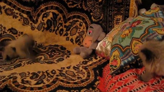 котята колор-пойнты смотреть онлайн