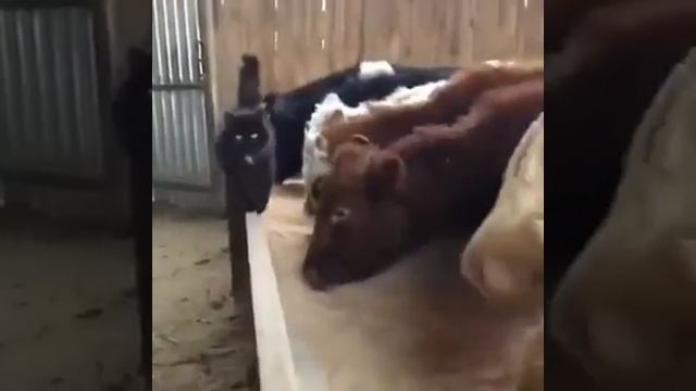 Котиков любят все смотреть онлайн