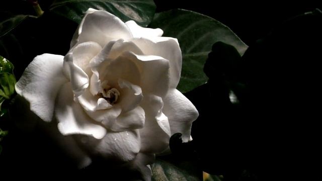 Gardenia / Rosal (Gardenia Jasminoides)