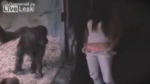 Девушка соблазняет самца шимпанзе