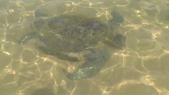 Хиккадува, Шри-Ланка 2020. Гигантские черепахи на пляже Хиккадува. Как дешево добраться смотреть онлайн