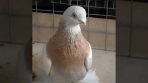 Туркменские голуби Агараны, происхождение голубей