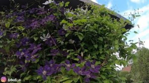 Как выбрать клематисы: рассказываю о группах обрезки, лучших сортах, какой клематис выбрать первым