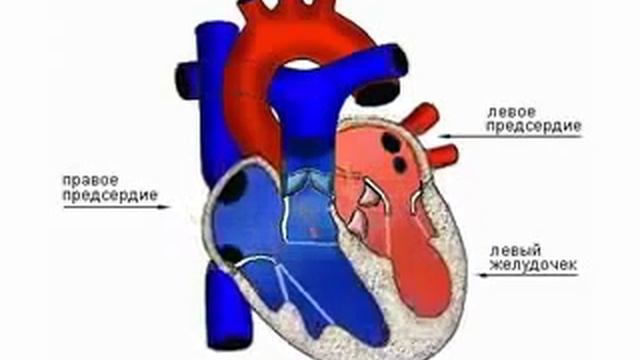 Большой и малый круги кровообращения studentmedic ru смотреть онлайн