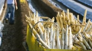 Правильный сбор спаржи