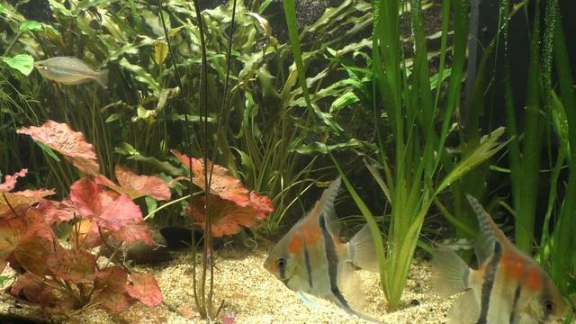 Любовник увёл Жену у Начальника колонии.Но вскоре они встретились по ту сторону закона.ИсторииИзмен смотреть онлайн