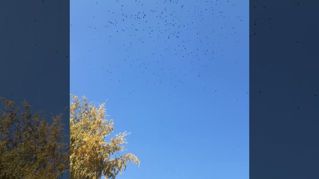 Грачи собираются улетать. Осень смотреть онлайн