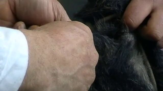 Методи застосування лікарських препаратів тваринам