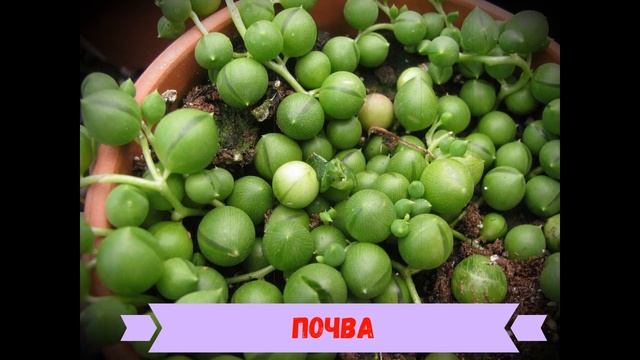 Крестовник Роули: описание, уход, пересадка и размножение смотреть онлайн