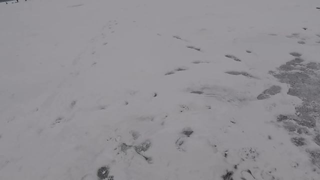 ЛОВЛЯ СУДАКА ЗИМОЙ НА БЛЕСНУ С ПОДСАДКОЙ ТЮЛЬКИ | ЗИМНЯЯ РЫБАЛКА | БЕРШ ИГРАЕТ СО МНОЙ В ПРЯТКИ | смотреть онлайн