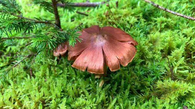 Spitzgebuckelter Raukopf, Spitzgebuckelter Orangeschleierling, Cortinarius rubellus смотреть онлайн