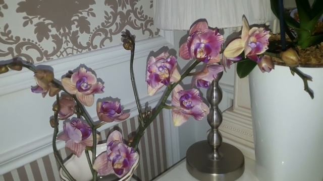 ГДЕ ЖЕ Я ПОКУПАЮ СВОИ РЕДКИЕ ОРХИДЕИ-БАБОЧКИ?! смотреть онлайн