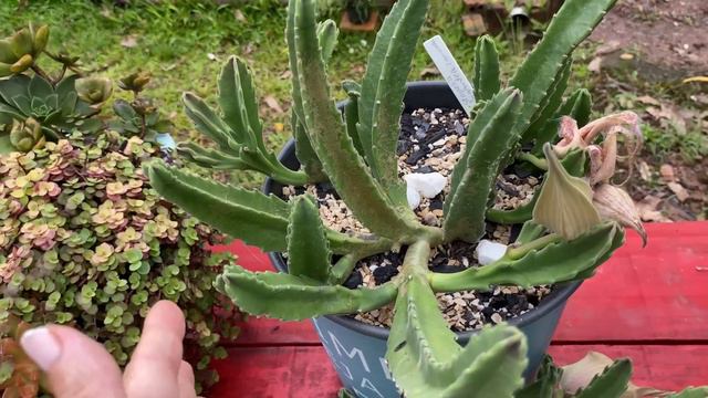 SEGREDOS PARA TER A SUCULENTA STAPELIA EXPLODINDO DE BOTÕES/DICAS DE CULTIVO.#suculentasdesol смотреть онлайн