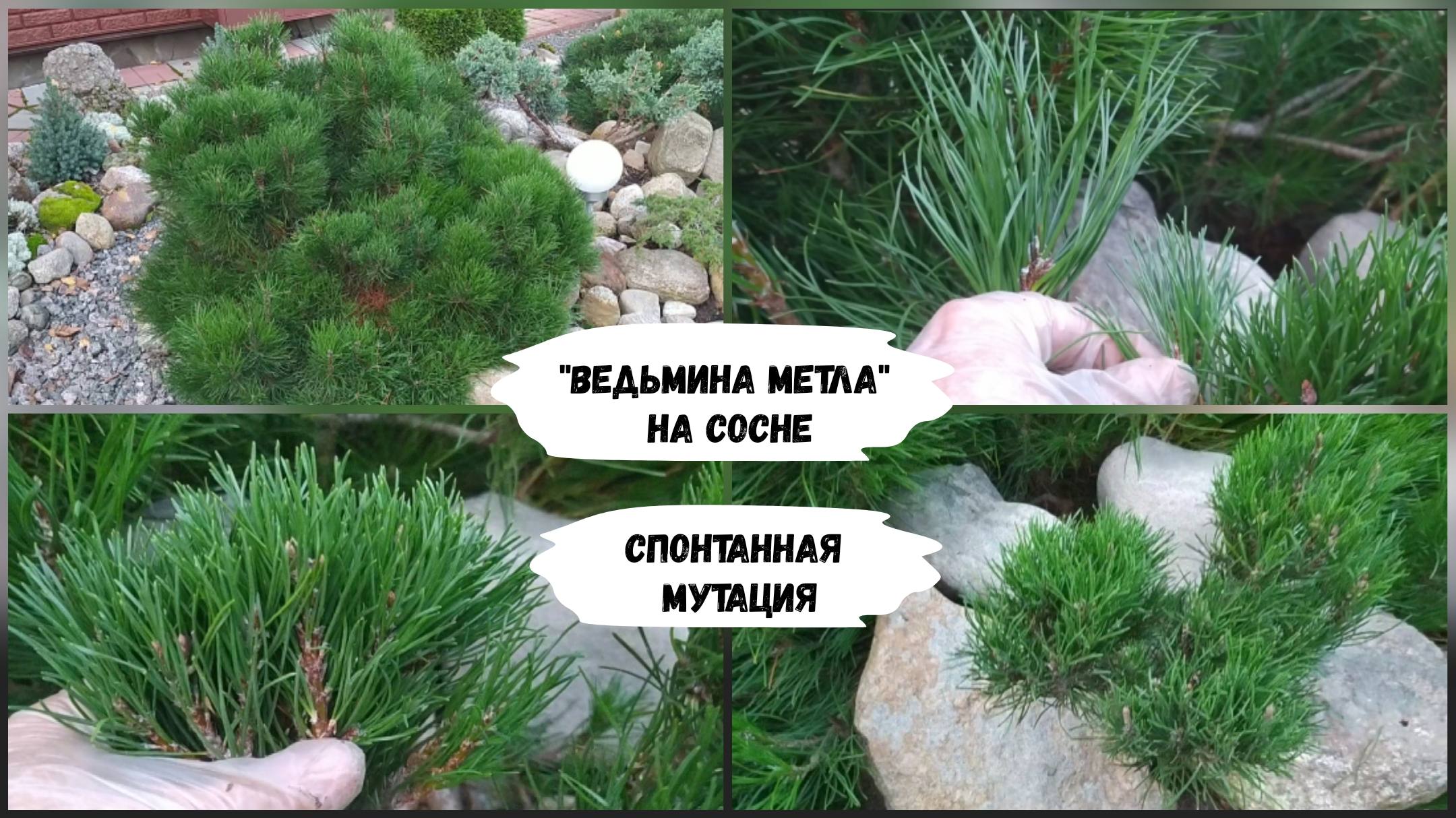 "Ведьмина метла" на сосне. Спонтанная мутация. смотреть онлайн