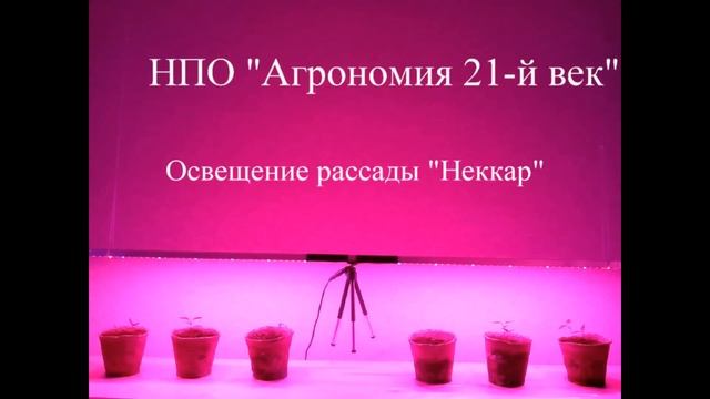Экономичная LED подсветка рассады "Неккар" от НПО "Агрономия 21-й век" смотреть онлайн