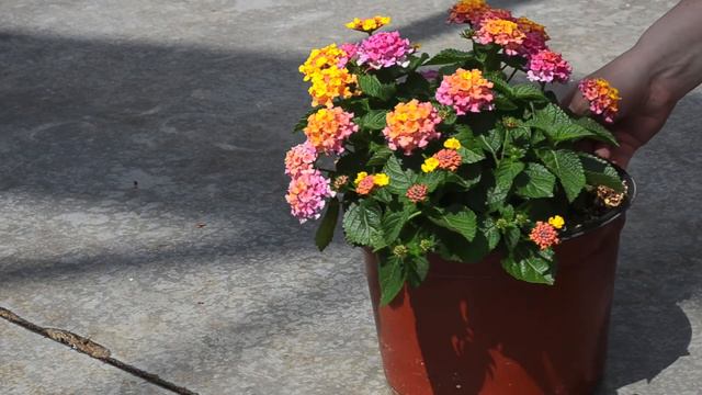 Availability 7-4-14 смотреть онлайн