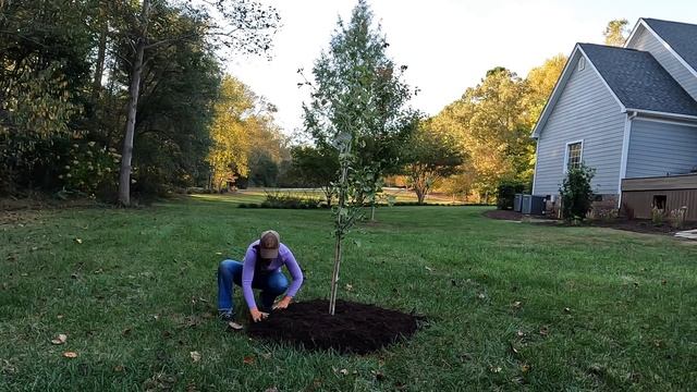 Planting A Gingko & Beginning Fall Tasks | Gardening With Creekside