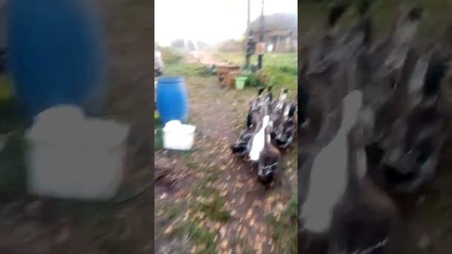 Утки Башкирки.Цесарки. смотреть онлайн
