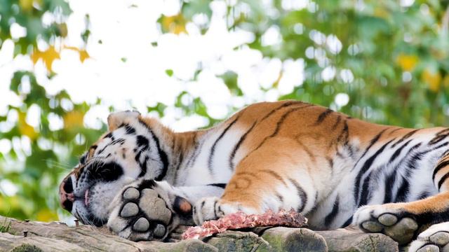 White tiger in Japanese. Japanese lesson video. смотреть онлайн