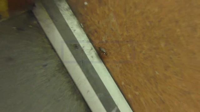 Тараканы и клопы в общежитии ?Обработка? Как БЫСТРО и НАВСЕГДА избавиться от насекомых в общаге❓❓❓ смотреть онлайн