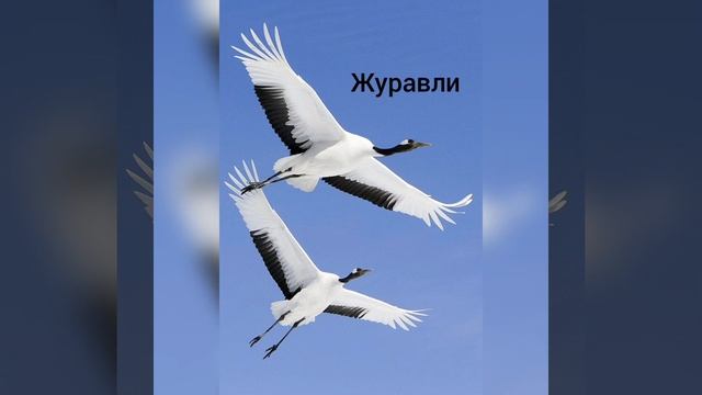 Журавли Христианская песня смотреть онлайн